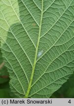 Rubus lusaticus (jeżyna łużycka)