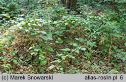 Rubus lusaticus (jeżyna łużycka)