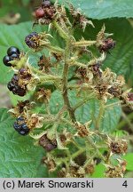 Rubus lusaticus (jeżyna łużycka)