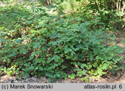 Rubus schleicheri (jeżyna Schleichera)