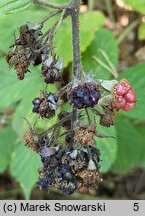 Rubus schleicheri (jeżyna Schleichera)