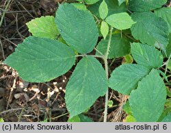 Rubus schleicheri (jeżyna Schleichera)