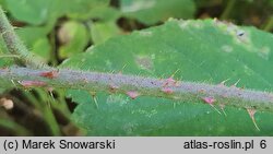 Rubus schleicheri (jeżyna Schleichera)