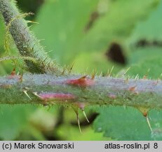 Rubus schleicheri (jeżyna Schleichera)