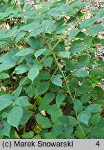 Rubus schleicheri (jeżyna Schleichera)