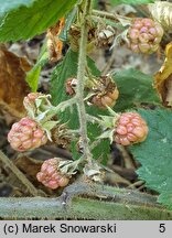 Rubus siemianicensis (jeżyna siemianicka)