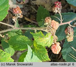 Rubus siemianicensis (jeżyna siemianicka)