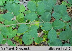 Rubus siemianicensis (jeżyna siemianicka)