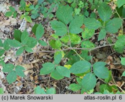 Rubus siemianicensis (jeżyna siemianicka)