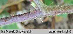 Rubus siemianicensis (jeżyna siemianicka)