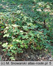 Rubus lasquiensis (jeżyna kępińska)