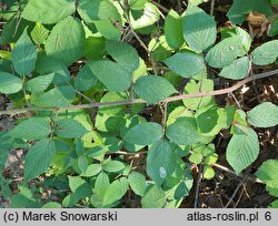 Rubus lasquiensis (jeżyna kępińska)