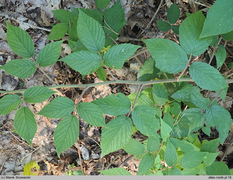 Rubus lasquiensis (jeżyna kępińska)