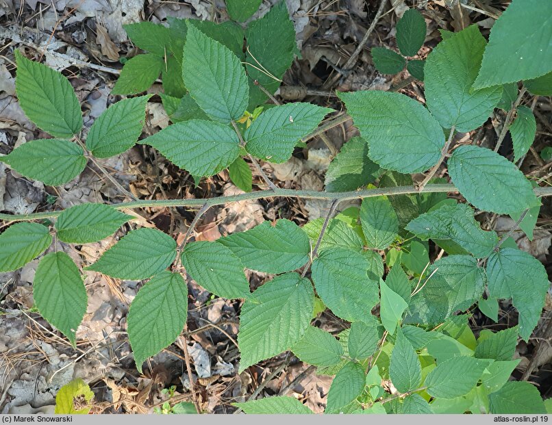 Rubus lasquiensis (jeżyna kępińska)