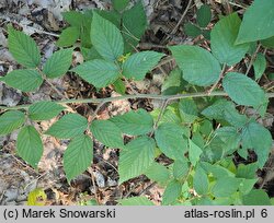 Rubus lasquiensis (jeżyna kępińska)