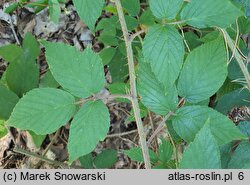 Rubus lasquiensis (jeżyna kępińska)