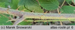 Rubus lasquiensis (jeżyna kępińska)