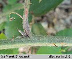 Rubus lasquiensis (jeżyna kępińska)