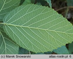 Rubus lasquiensis (jeżyna kępińska)