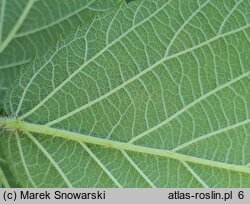 Rubus lasquiensis (jeżyna kępińska)