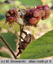 Rubus lasquiensis (jeżyna kępińska)