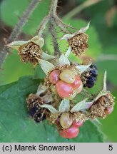 Rubus lasquiensis (jeżyna kępińska)