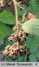 Rubus lasquiensis (jeżyna kępińska)