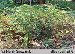 Rubus bavaricus (jeżyna bawarska)