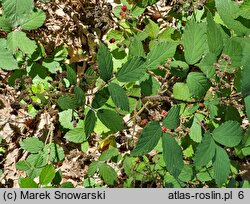 Rubus bavaricus (jeżyna bawarska)