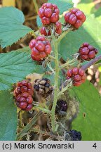 Rubus bavaricus (jeżyna bawarska)