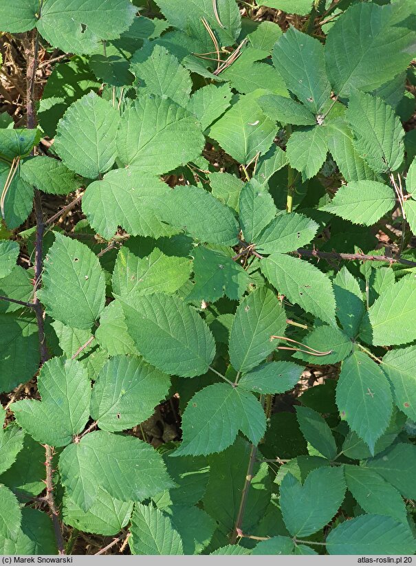 Rubus bavaricus (jeżyna bawarska)