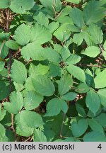 Rubus bavaricus (jeżyna bawarska)