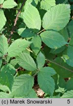 Rubus bavaricus (jeżyna bawarska)