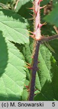 Rubus bavaricus (jeżyna bawarska)