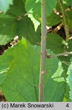 Rubus bavaricus (jeżyna bawarska)