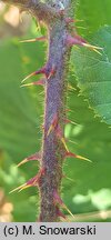 Rubus bavaricus (jeżyna bawarska)