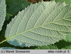 Rubus bavaricus (jeżyna bawarska)