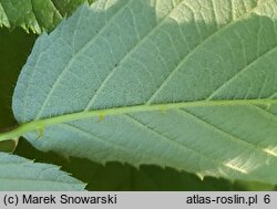 Rubus bavaricus (jeżyna bawarska)