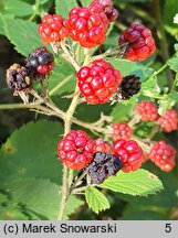 Rubus micans (jeżyna lśniąca)