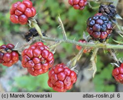 Rubus micans (jeżyna lśniąca)