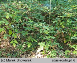 Rubus micans (jeżyna lśniąca)