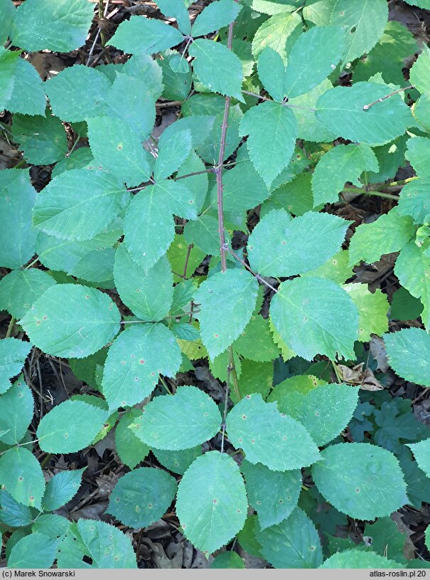 Rubus micans (jeżyna lśniąca)