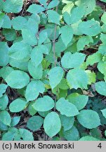 Rubus micans (jeżyna lśniąca)