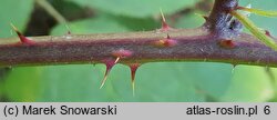 Rubus micans (jeżyna lśniąca)