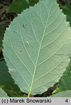 Rubus micans (jeżyna lśniąca)