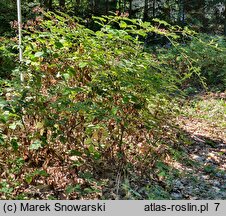 Rubus schnedleri (jeżyna Schnedlera)