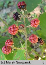 Rubus schnedleri (jeżyna Schnedlera)