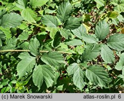 Rubus schnedleri (jeżyna Schnedlera)