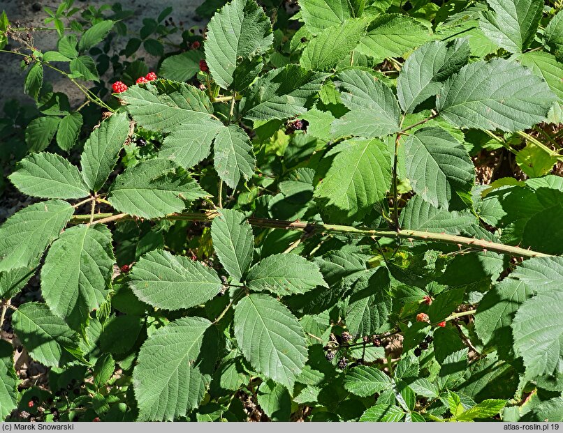 Rubus schnedleri (jeżyna Schnedlera)