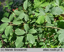 Rubus schnedleri (jeżyna Schnedlera)